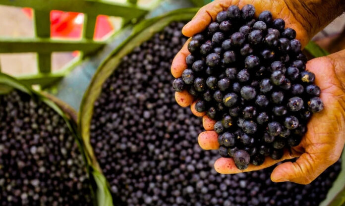 Mãos segurando açaí com cestos ao fundo, representando cadeia produtiva na Amazônia e iniciativas ligadas ao Idesam