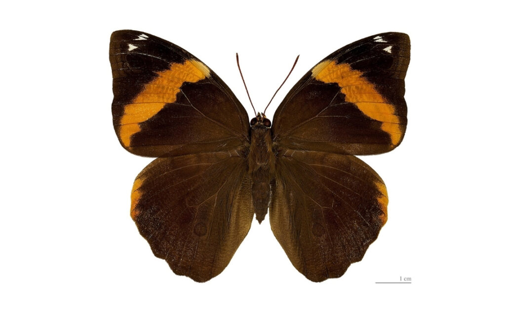Lagarta desfolhadora (Opsiphanes spp.)