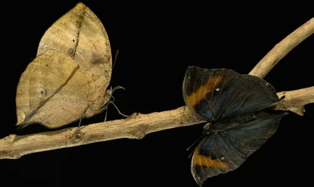 Borboleta folha camuflada entre folhas secas representa adaptação das borboletas da Amazônia.