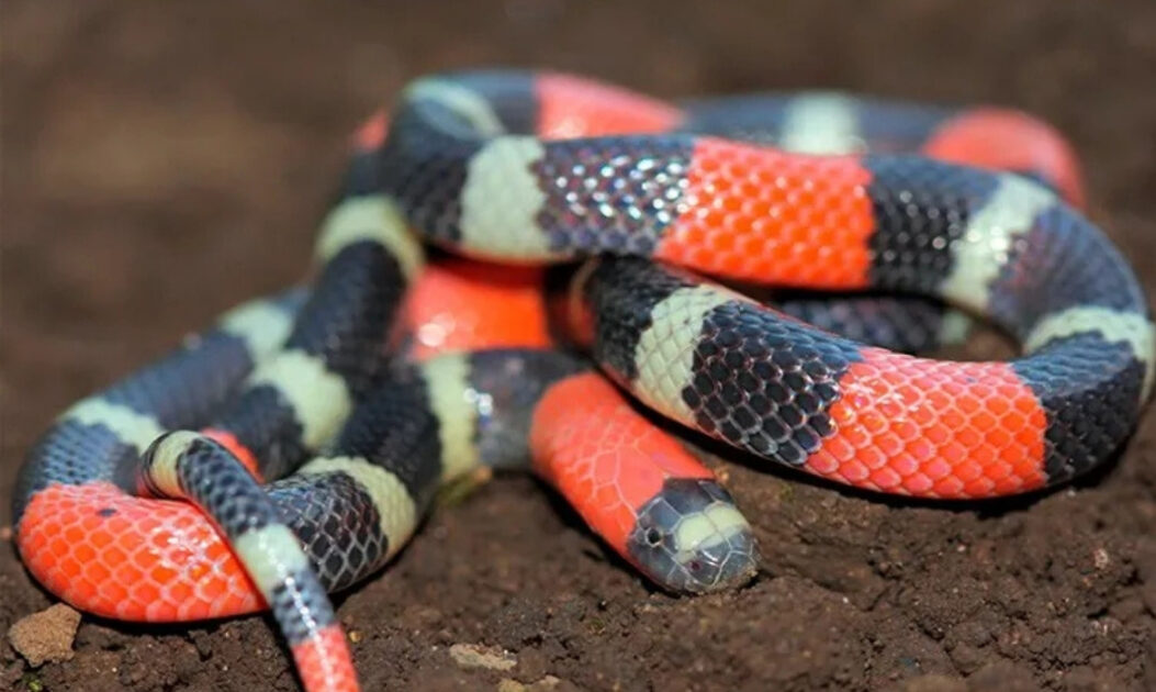 Cobra coral, uma das serpentes da Amazônia com veneno neurotóxico potente, em ambiente natural