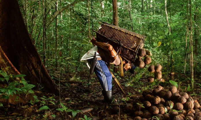 Trabalhador carrega saco de castanha-do-pará nas costas em área de floresta, representando a bioeconomia no Brasil e o extrativismo sustentável.