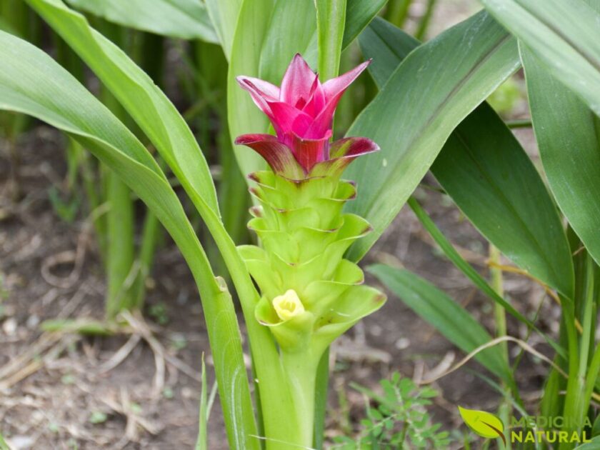 As plantas da família Zingiberaceae reúnem algumas das flores da Amazônia mais aromáticas e visualmente marcantes da floresta, conhecidas pelas inflorescências exóticas e pelo uso em especiarias, medicina e cosmética.

Cúrcuma-zedoária (Curcuma zedoaria)
