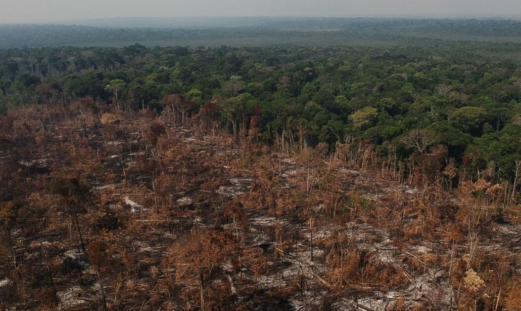 Área de desmatamento na Amazônia ao lado de floresta preservada, cenário que afeta as borboletas da Amazônia e seu papel como indicador ambiental