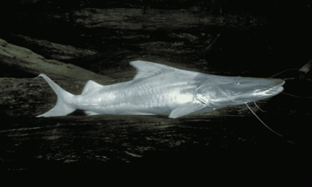 Exemplar de dourada na Amazônia ocidental, espécie símbolo dos peixes migratórios de água doce e de longas rotas fluviais