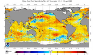 Mapa global de anomalias da temperatura da superfície do mar indica aquecimento no Pacífico associado ao El Niño 2026