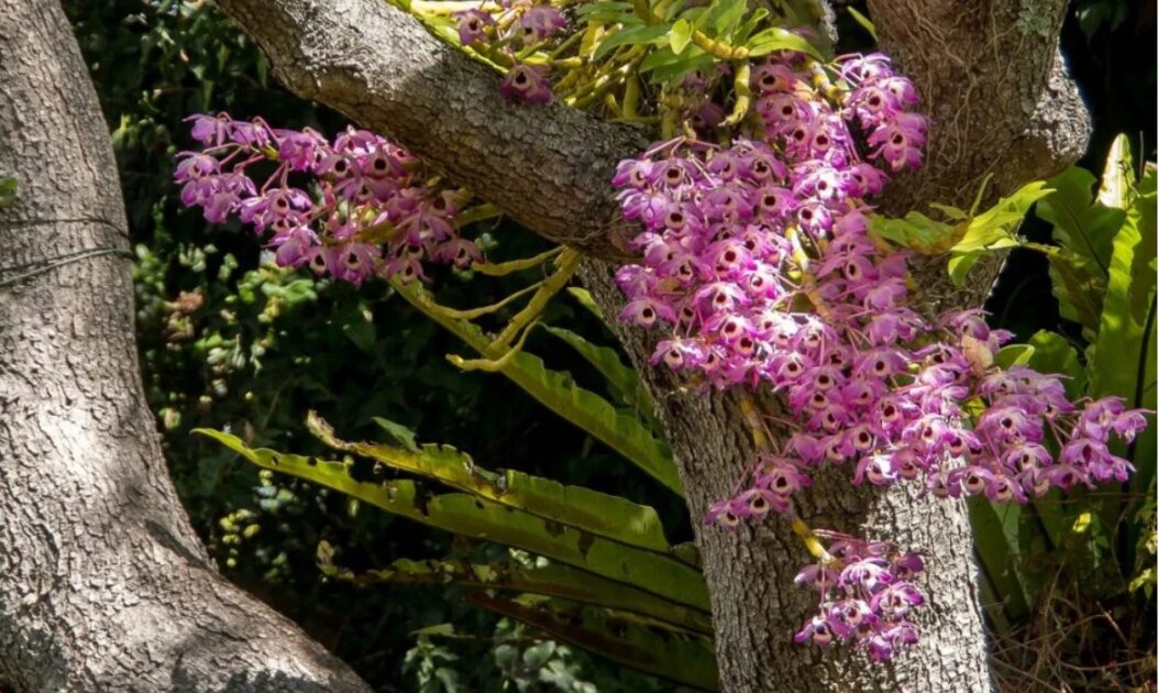 Orquídeas epífitas crescem sobre o tronco de uma árvore na Amazônia, exemplo de inquilinismo em que plantas utilizam outras como suporte sem causar danos.