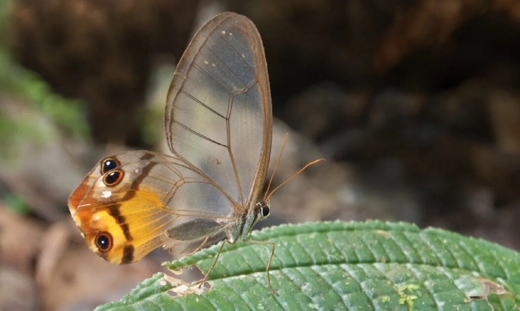 Borboleta-transparente ou borboleta asa de vidro (Haetera piera)