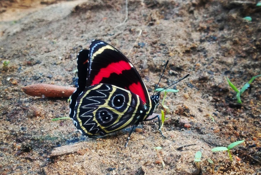 img 20200417 002418 462 Callicore spp 1