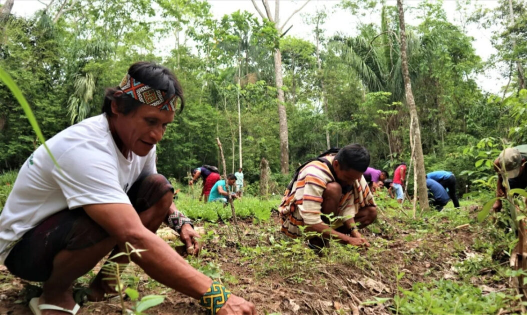 Indígenas realizando plantio tradicional em território, prática sustentável que contrasta com a mineração em terras indígenas.