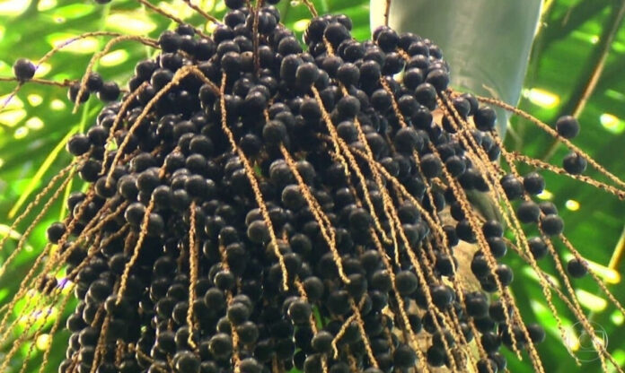 Cacho de frutos de juçara na palmeira em área de Mata Atlântica