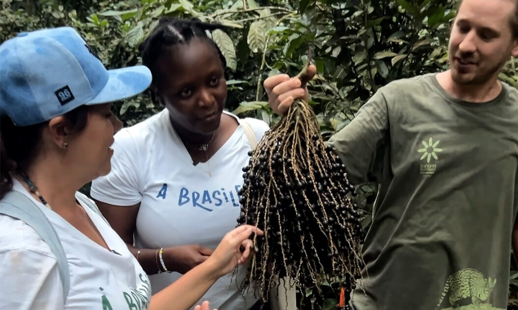 Juçara assume protagonismo na nova agenda da bioeconomia na Mata Atlântica 1 Chefs observam cacho de juçara durante expedição gastronômica na Mata Atlântica
