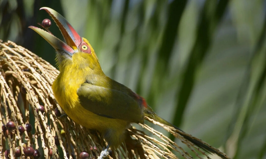 Juçara assume protagonismo na nova agenda da bioeconomia na Mata Atlântica 2 Ave se alimentando de frutos de juçara em árvore da Mata Atlântica