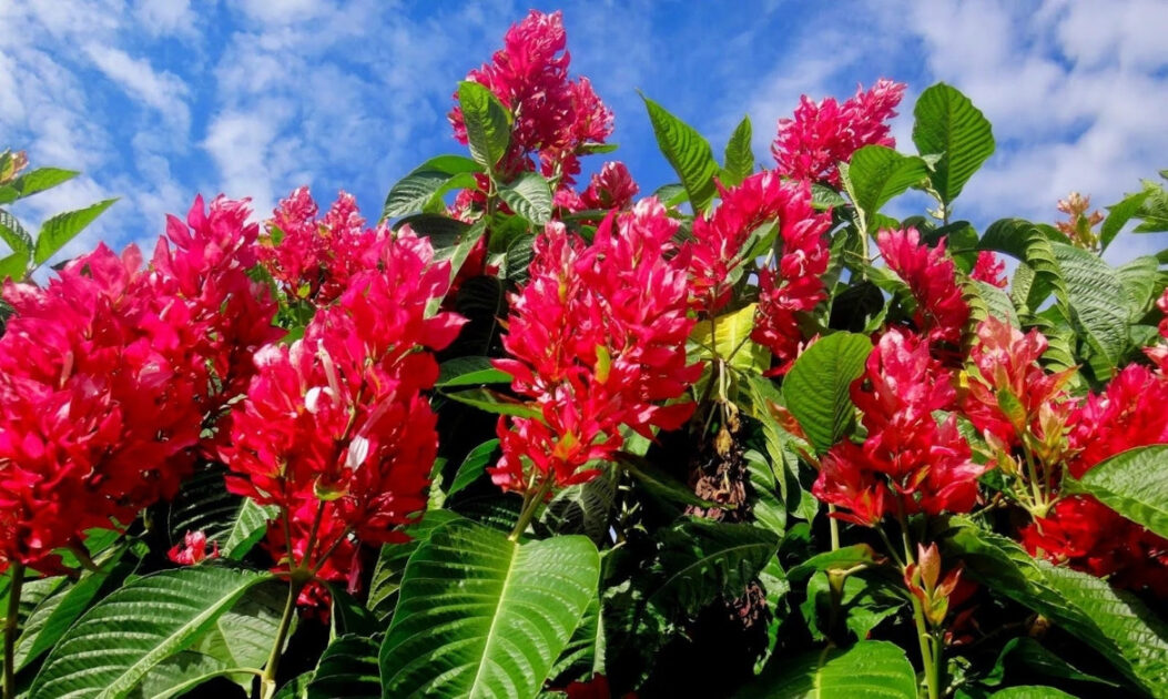 flores da Amazônia com cores vibrantes em ambiente de floresta tropical

Justícia-vermelha (Justicia secunda)