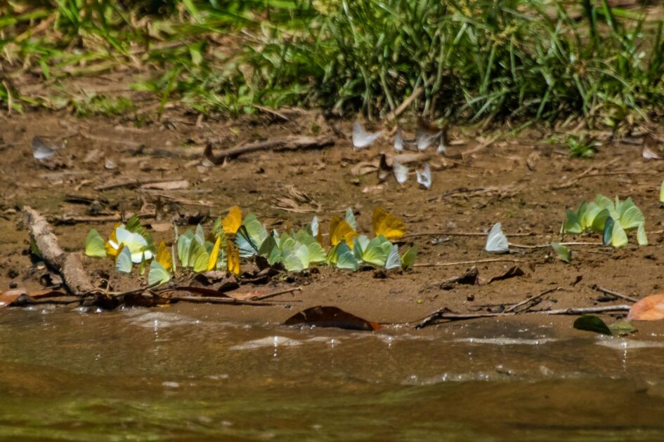 Grupo de borboletas reunidas na lama na floresta amazônica, absorvendo minerais do solo e evidenciando a importância ecológica das borboletas.