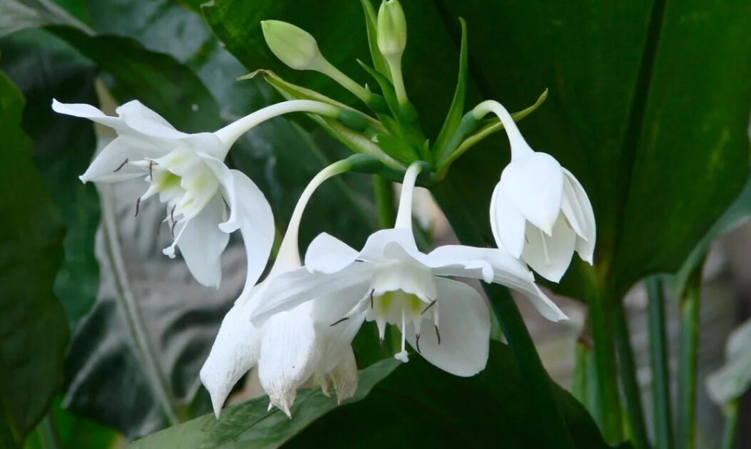 As Araceae reúnem algumas das flores da Amazônia mais características dos ambientes tropicais úmidos, conhecidas pelas folhas exuberantes e inflorescências singulares formadas por espata e espádice.

Lírio-da-paz amazônico (Spathiphyllum cannifolium) - Foto: Flickr/Vihh/Creative Commons 


