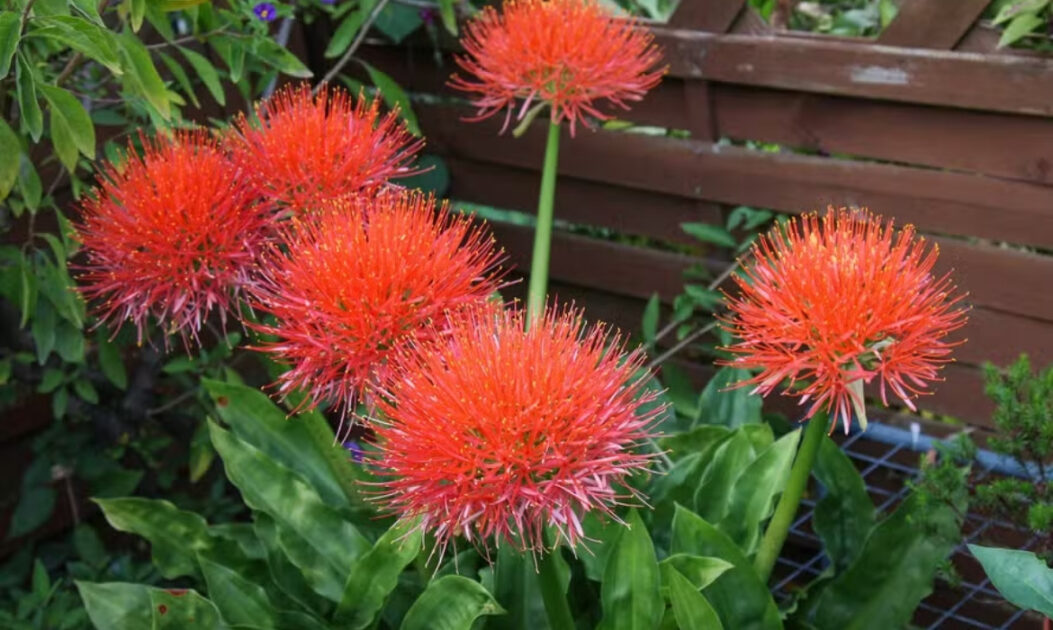 As plantas da família Amaryllidaceae se destacam pelas flores vistosas e bem estruturadas, que surgem geralmente em hastes elevadas acima da folhagem. Presentes em regiões tropicais, incluindo áreas da Amazônia, essas espécies combinam valor ornamental com adaptação a diferentes condições ambientais, florescendo muitas vezes em períodos específicos do ano e contribuindo para a diversidade visual da flora.

Flor-de-sangue/Lírio-Sangu-Salmão (Scadoxus multiflorus)