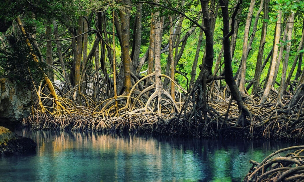 Manguezal restaurado em área costeira, exemplo de solução apoiada por financiamento climático para proteção ambiental.