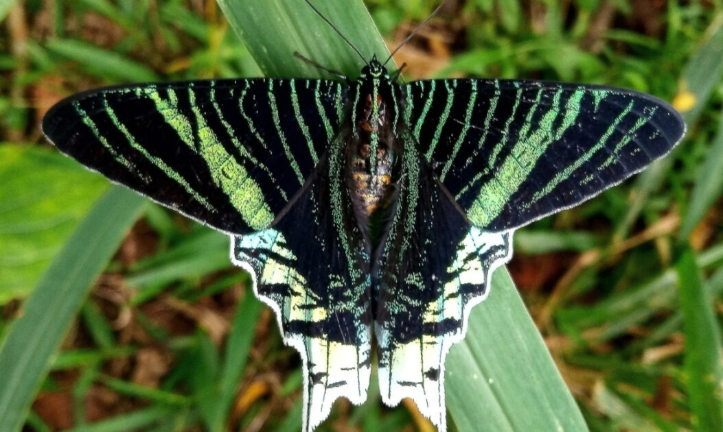 Mariposa-urânia (Urania leilus)