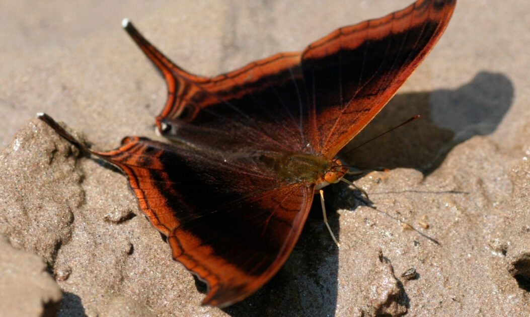 Borboleta Marpesia zerynthia dentigera (Nymphalidae: Cyrestinae) registrada na Amazônia, espécie que pode compor o panapaná em agrupamentos de borboletas