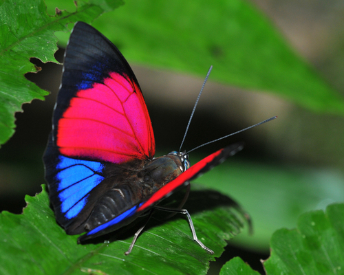 Agrias ou Borboleta-agrias (Prepona claudina) 