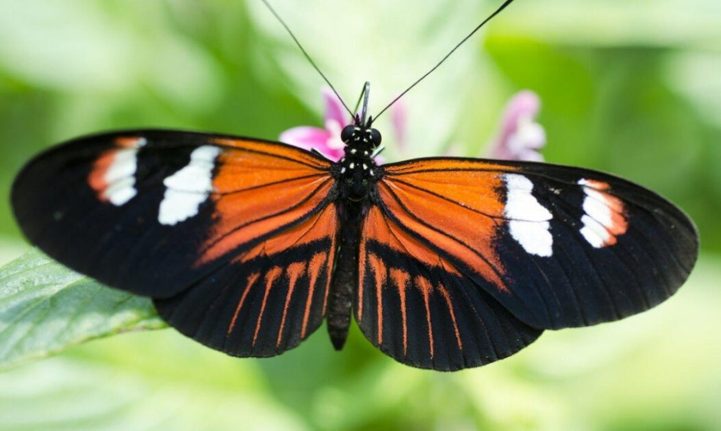 Heliconius melpomene com cores de alerta típicas das borboletas da Amazônia.