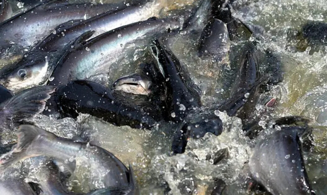 Peixes migratórios de água doce ameaçados destacam crise global da biodiversidade em rios