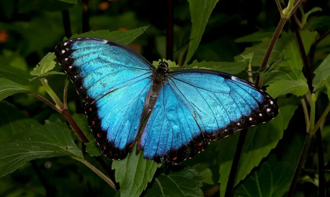 Borboleta Morpho helenor pousada em folha destaca coloração azul das borboletas da Amazônia.