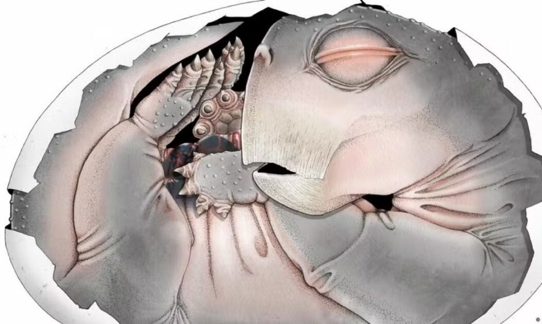 Fóssil de Lystrosaurus mostra embrião fossilizado em posição encolhida dentro de estrutura rochosa