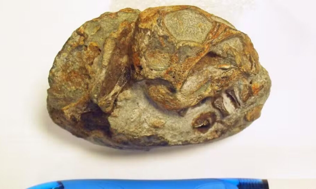 Detalhe do fóssil de Lystrosaurus com estruturas ósseas do embrião visíveis após análise