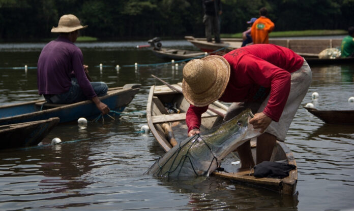 Pesca de pirarucu no Médio Solimões mostra dependência de comunidades dos peixes migratórios de água doce