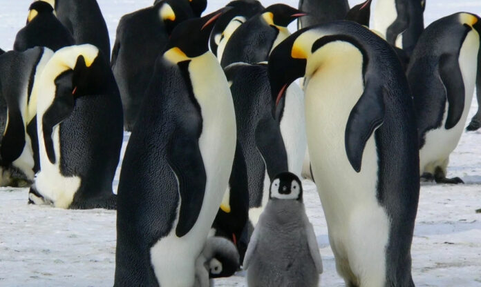 Dois pinguins-imperador adultos com dois filhotes sobre gelo marinho na Antártida, em cenário afetado pela crise climática na Antártida
