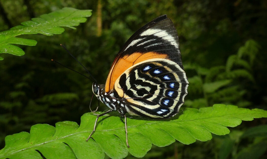 Borboleta-prepona (Prepona amydon) 