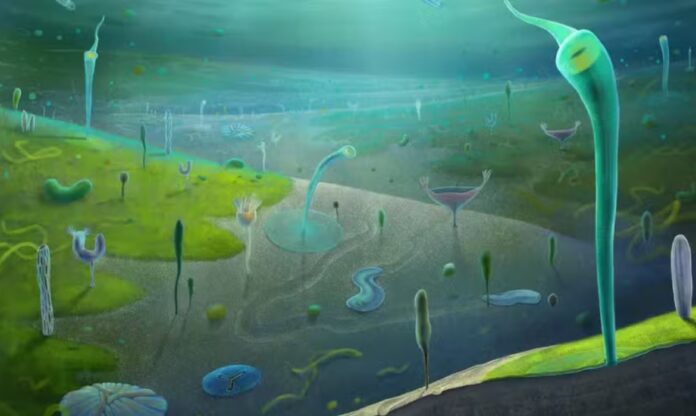 Reconstituição de fósseis de organismos marinhos do período Ediacarano, entre 554 e 539 milhões de anos