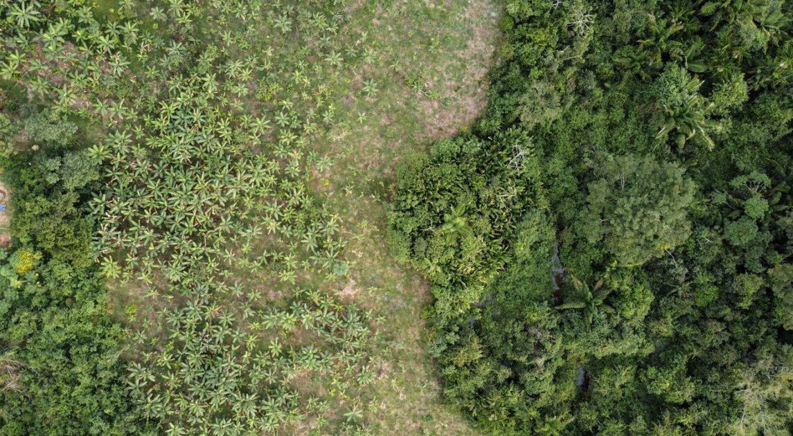 Área de reflorestamento na Amazônia com mudas em crescimento, representando iniciativas de recuperação após a degradação da Amazônia.