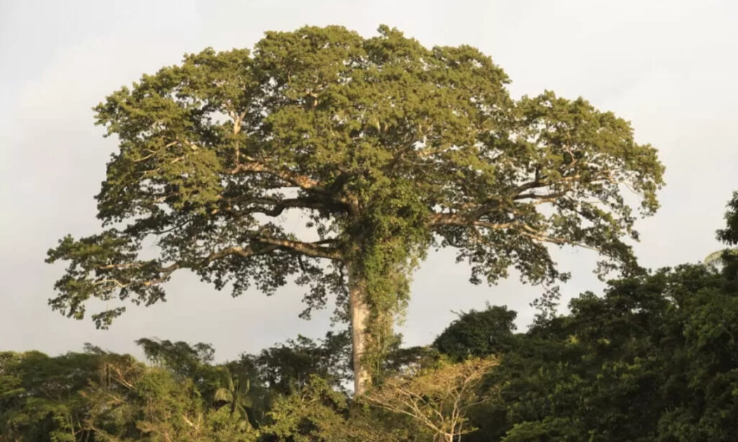 Árvore sumaúma de grande porte na floresta amazônica, com tronco largo e copa elevada acima da vegetação