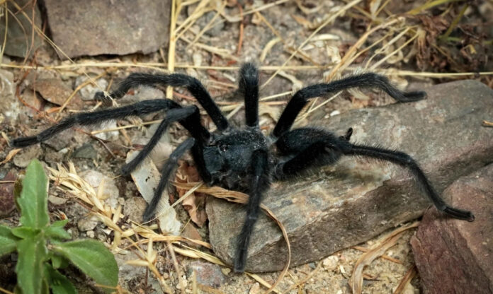 Macho de Satyrex ferox, uma das novas espécies de tarântulas identificadas em Omã, chama atenção pelo tamanho dos palpos e comportamento defensivo.