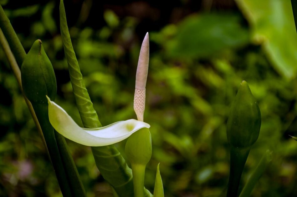 Tinhorão / inhame (Colocasia esculenta)

As Araceae reúnem algumas das flores da Amazônia mais características dos ambientes tropicais úmidos, conhecidas pelas folhas exuberantes e inflorescências singulares formadas por espata e espádice.
