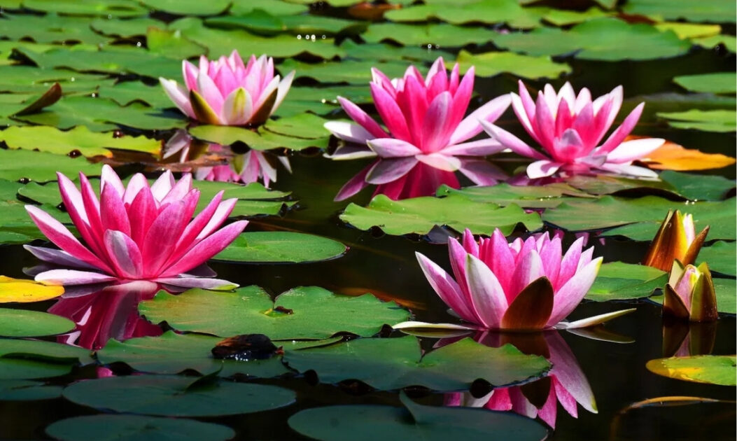 flores da Amazônia com cores vibrantes em ambiente de floresta tropical

Vitória-régia (Victoria amazonica)