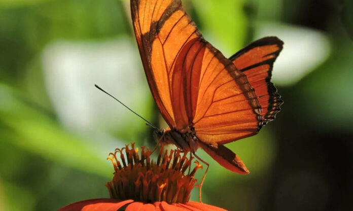 Borboleta Dryas iulia pousada em flor tropical na Amazônia, ilustrando a importância ecológica das borboletas na polinização.