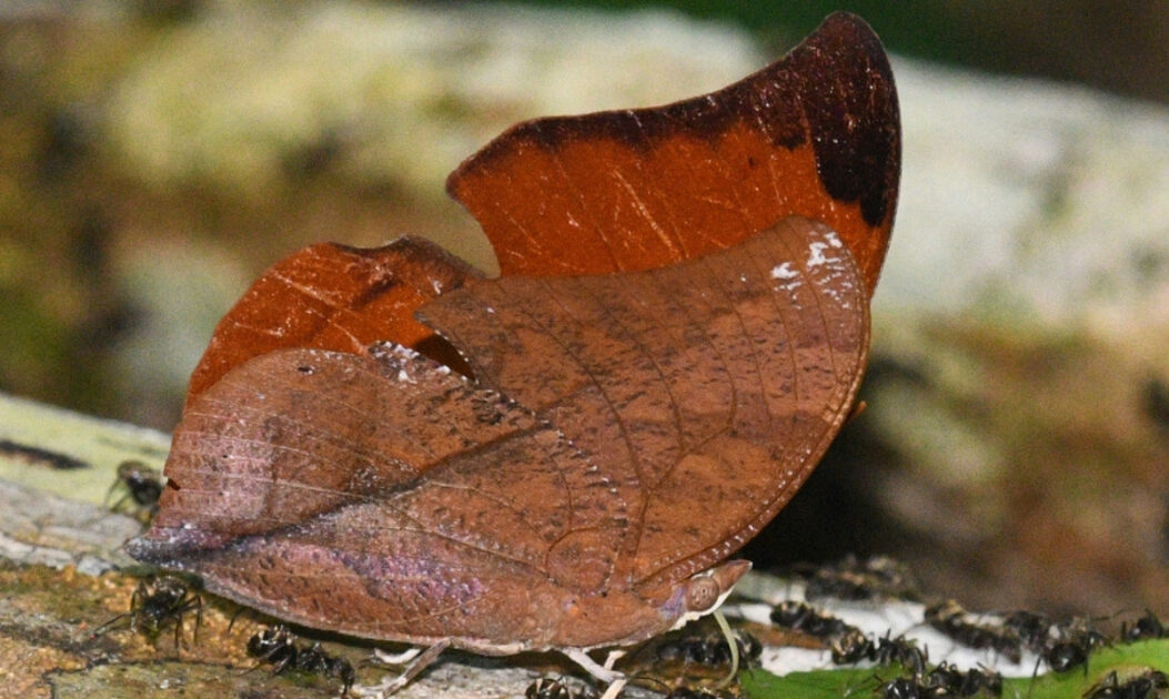 Borboleta-folha-seca (Zaretis itys)
