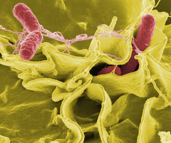 Imagem microscópica de bactéria Salmonella sp., associada a estudos sobre resistência a antibióticos.