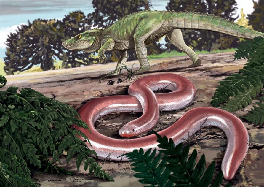 Reconstituição artística da cobra com patas ancestral Boipeba tayasuensis ao lado de um crocodiliforme pré-histórico no interior de São Paulo.