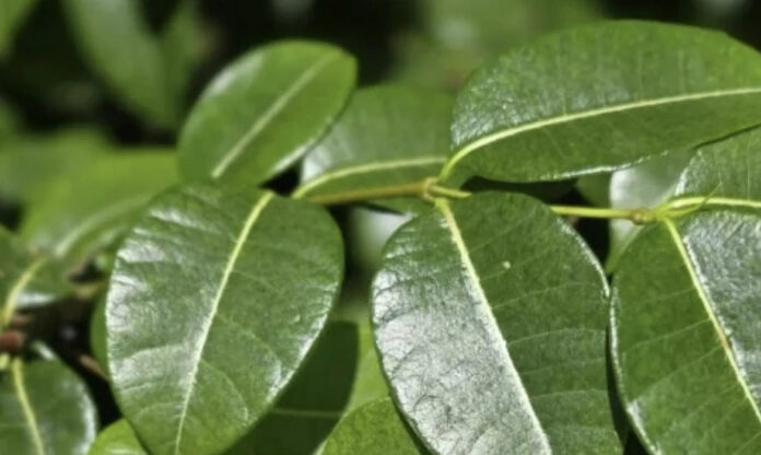 Folhas da copaíba-vermelha em ambiente natural, destacando espécie nativa brasileira com potencial antiviral