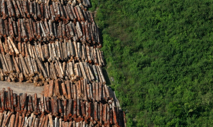 Vista aérea de remanescente de floresta nativa mostra a importância da conservação diante da queda do desmatamento na Mata Atlântica.