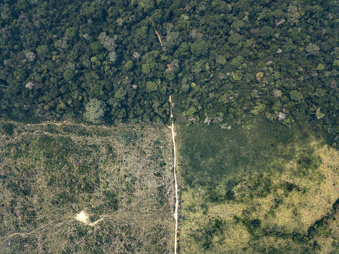 Área de floresta desmatada em território indígena na Amazônia, com trechos de vegetação derrubada e solo exposto.