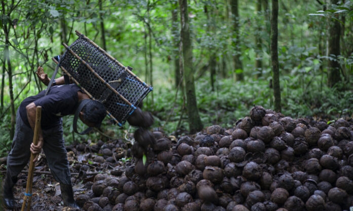 Coletor de castanhas-do-pará reúne ouriços na floresta, atividade ligada à bioeconomia amazônica e à geração de renda com a floresta em pé.