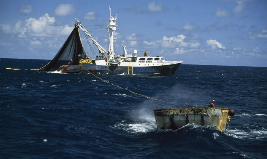 Embarcação realizando pesca de atum em alto-mar, atividade ligada à pressão sobre espécies aquáticas ameaçadas