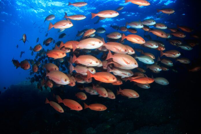 Cardume de pargo (Lutjanus purpureus) em ambiente marinho, espécie entre as espécies aquáticas ameaçadas no Brasil