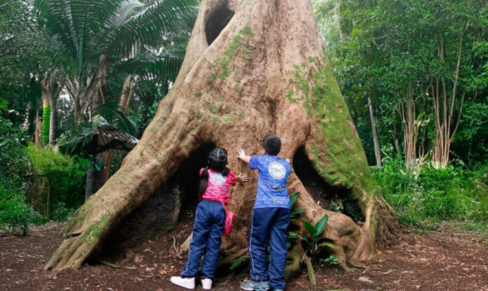 Crianças observam a árvore Tanibuca no Bosque da Ciência, em atividade ligada ao folclore amazônico e à educação ambiental.